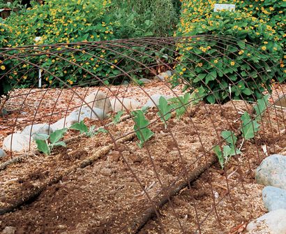 Grandir avec succès Aubergines, Jardinage fine