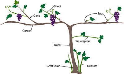 la culture du raisin à usage domestique Université Cour et Jardin du Minnesota Extension