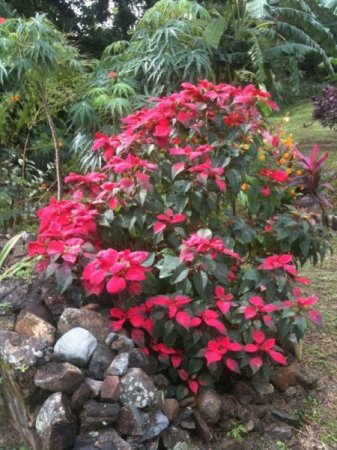 Wachsende Poinsettia, ThriftyFun