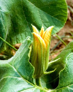 Citrouilles croissance - plantes Bonnie