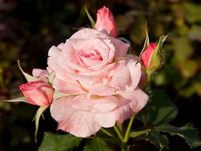 Wachsende Rosen - Ihre Harmlose Führer zu Rose Pflege und Wie Roses Grow
