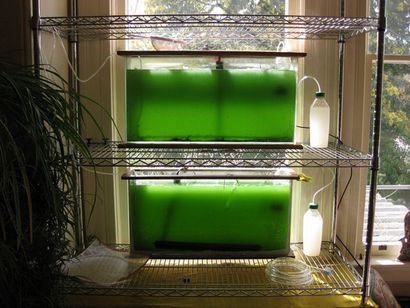 Wachsende Spirulina zu Hause, Algen Industry Magazine
