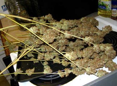 Développer des mauvaises herbes Facile - Apprenez à cultiver du cannabis