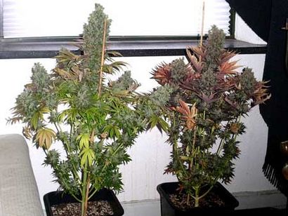 Développer des mauvaises herbes Facile - Apprenez à cultiver du cannabis