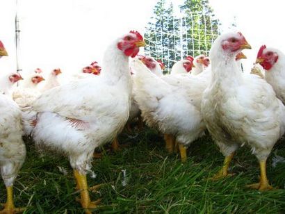 Hainanese Riz au poulet Recette, cuisine Steamy (riz) Hainanese Riz au poulet Recette, Cuisine Steamy