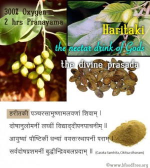 Haritaki - Nectar, le Nettoyant spirituel - BFoodFree - Nithyananda Nirahari - BFoodFree -