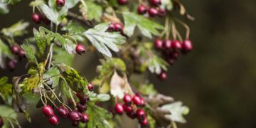 Hawthorn Berry Benefits - Information (Crateagus Oxycanthus)
