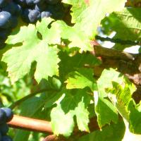 Gesundheitliche Vorteile von Essen Weinblättern antioxidativer Schutz, Krampfader bekämpfenden Eigenschaften