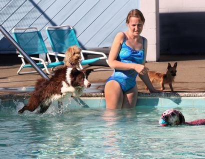 Ihr Hund helfen, schwimmen lernen zu lieben - Talentierte Tiere Blog