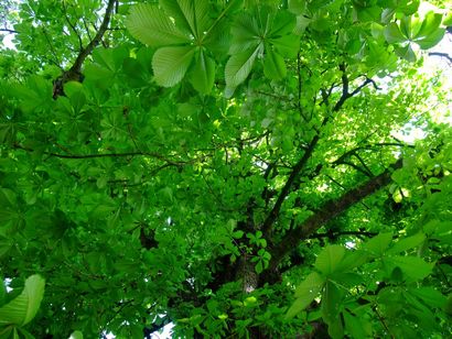 HERBES PICNIC MARRON