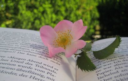 Projet Herbier pour les enfants - à base de plantes Academy