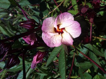 Hibiscus Un ajout savoureux à votre paysage comestible ou jardin - Tyrant Farms