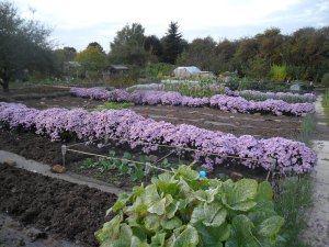 Hob les biscuits, pas seulement Greenfingers