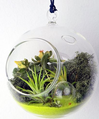 Décoration Image de Hanging Terrarium Décor pour l'extérieur - Apprenez à faire votre propre (ouvert ou fermé) Décoration Image de Hanging Terrarium Décor pour l'extérieur - Apprenez à faire votre