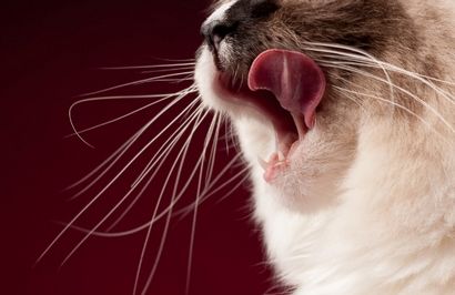 Hausgemachte Katzen-Leckerli, Katze Treat Rezepte - Pet360 Pet Parenting Simplified