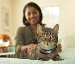 Les friandises maison chat Recettes pour chats en bonne santé, Animaux de la Colline