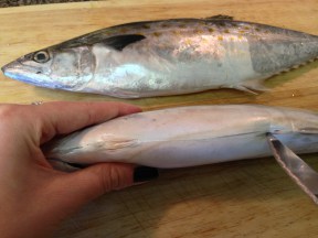 Maison boulettes de poisson chinois - la façon dont ils devraient être faits, ce chaton affamé