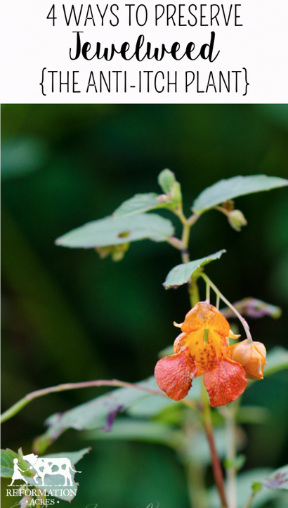 Médecine maison Made Simple Jewelweed L'Anti-Itch Plant - Réforme Acres