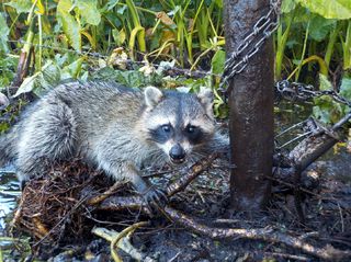 Home-Made Raccoon Bait 4 étapes