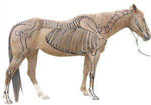 Pferd Skeleton Diagramm