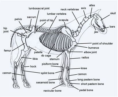 Pferd Skeleton Diagramm