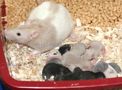 Logement et nourriture (singe métal) Logement et nourriture