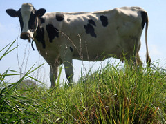 Wie machen Kühe Milch Lektion für Kinder