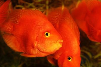 Wie Goldfish Erhalten Pilz auf sie und ist es schädlich