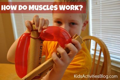 Wie Sie Muskeln arbeiten