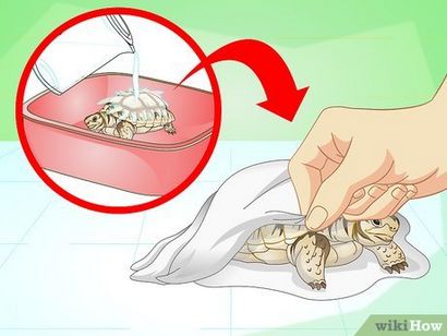 Comment Baignez une tortue (avec photos)