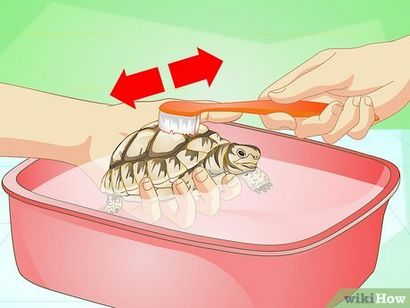 Comment Baignez une tortue (avec photos)