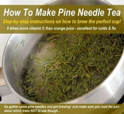 Wie man die perfekte Tasse Kiefer-Nadel-Tee brauen (- Welche Bäume Verwenden Sie nie)