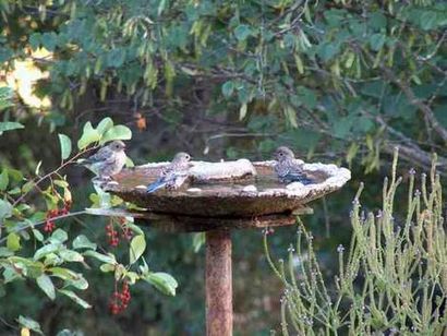 Comment construire simple bain d'oiseaux pour attirer les oiseaux de votre jardin