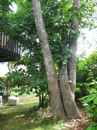 Comment construire une cabane dans un arbre 16 étapes (avec photos)