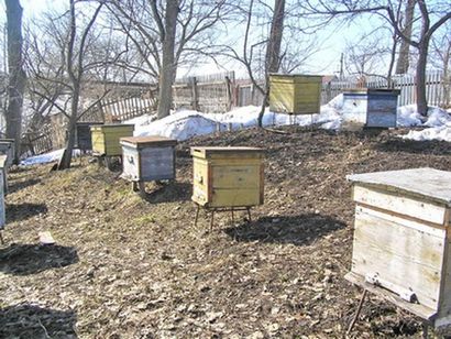 Comment construire Bee Hives - Cadres Fondation, Cuteness