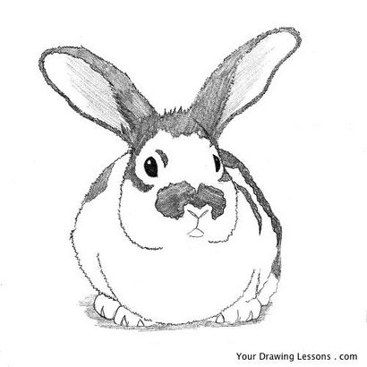 Comment dessiner un lapin Bunny - vos leçons de dessin
