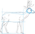 Comment dessiner un blocage cerf dans la forme de base - John Muir Lois