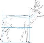 Comment dessiner un blocage cerf dans la forme de base - John Muir Lois