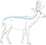 Comment dessiner un blocage cerf dans la forme de base - John Muir Lois