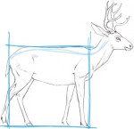 Comment dessiner un blocage cerf dans la forme de base - John Muir Lois