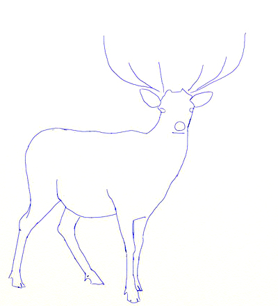 Comment dessiner un cerf - Dessinez étape par étape