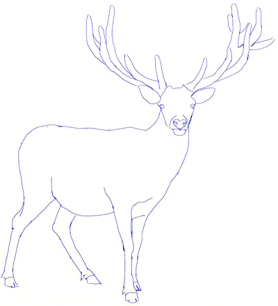 Comment dessiner un cerf - Dessinez étape par étape