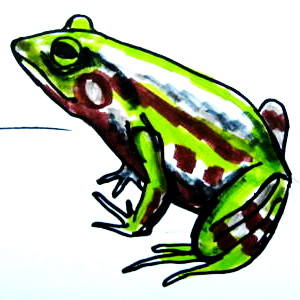 Comment dessiner un Frog_1