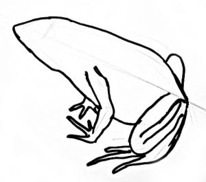 Comment dessiner un Frog_1