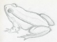 Comment dessiner une grenouille rapidement