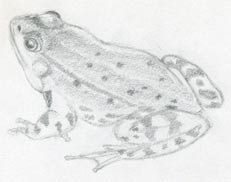 Comment dessiner une grenouille rapidement