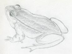 Comment dessiner une grenouille rapidement