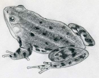 Comment dessiner une grenouille rapidement