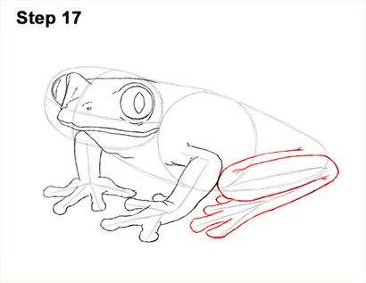 Comment dessiner une grenouille (rouge-Eyed Tree Frog)
