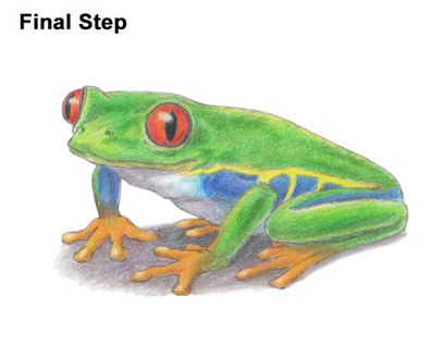 Comment dessiner une grenouille (rouge-Eyed Tree Frog)